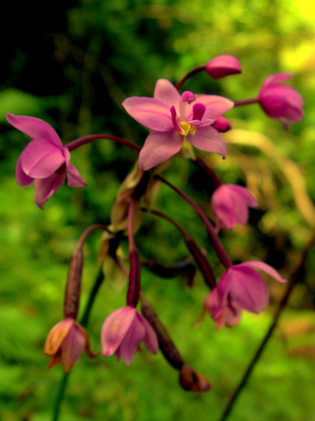 Peter Lovett's ramblings Wild orchid in St Lucia Millet bird