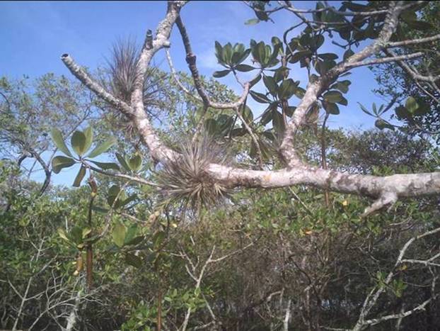 Bromélias no mangue