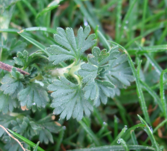 parsley for bearded dragon