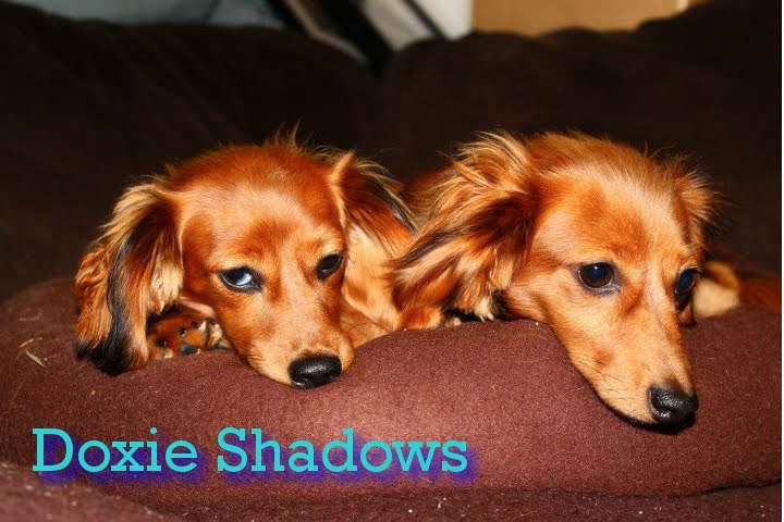 Doxie Shadows