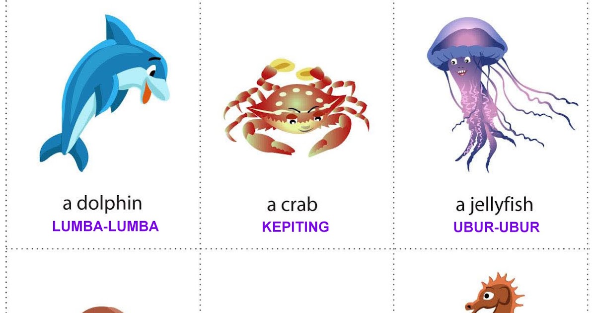 FLASHCARD INDONESIA: FLASHCARD IKAN