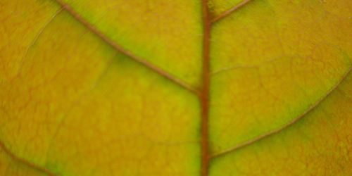 15+ Free Leaf Green Brown Textures Download