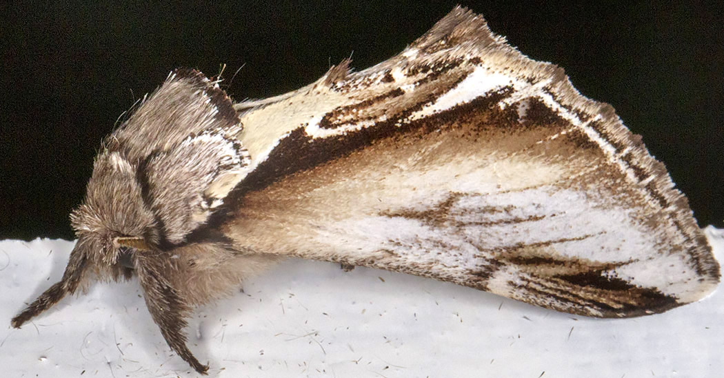 Lesser Swallow Prominent, Pheosia gnoma. Notodontidae. Crowborough, July 2014. Lesser Swallow Prominent, Pheosia gnoma. Notodontidae. Crowborough, July 2014.