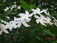 SriLanka Flowers (in Kandy)