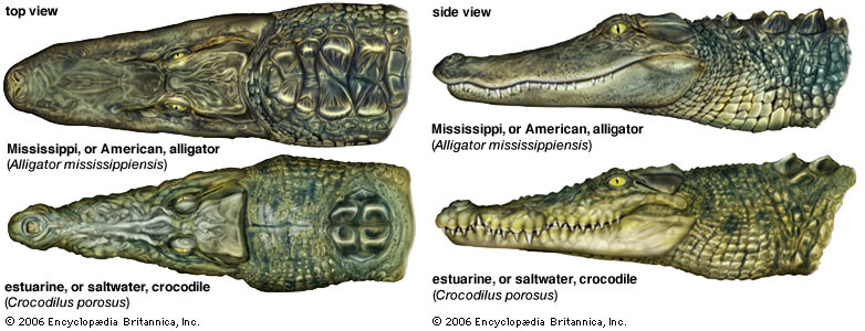 http://4.bp.blogspot.com/-VJ4ABXEt5KE/TyR2PARTd6I/AAAAAAAAAG8/99amXPa0l6s/s1600/aligator+-+crocodile.jpg