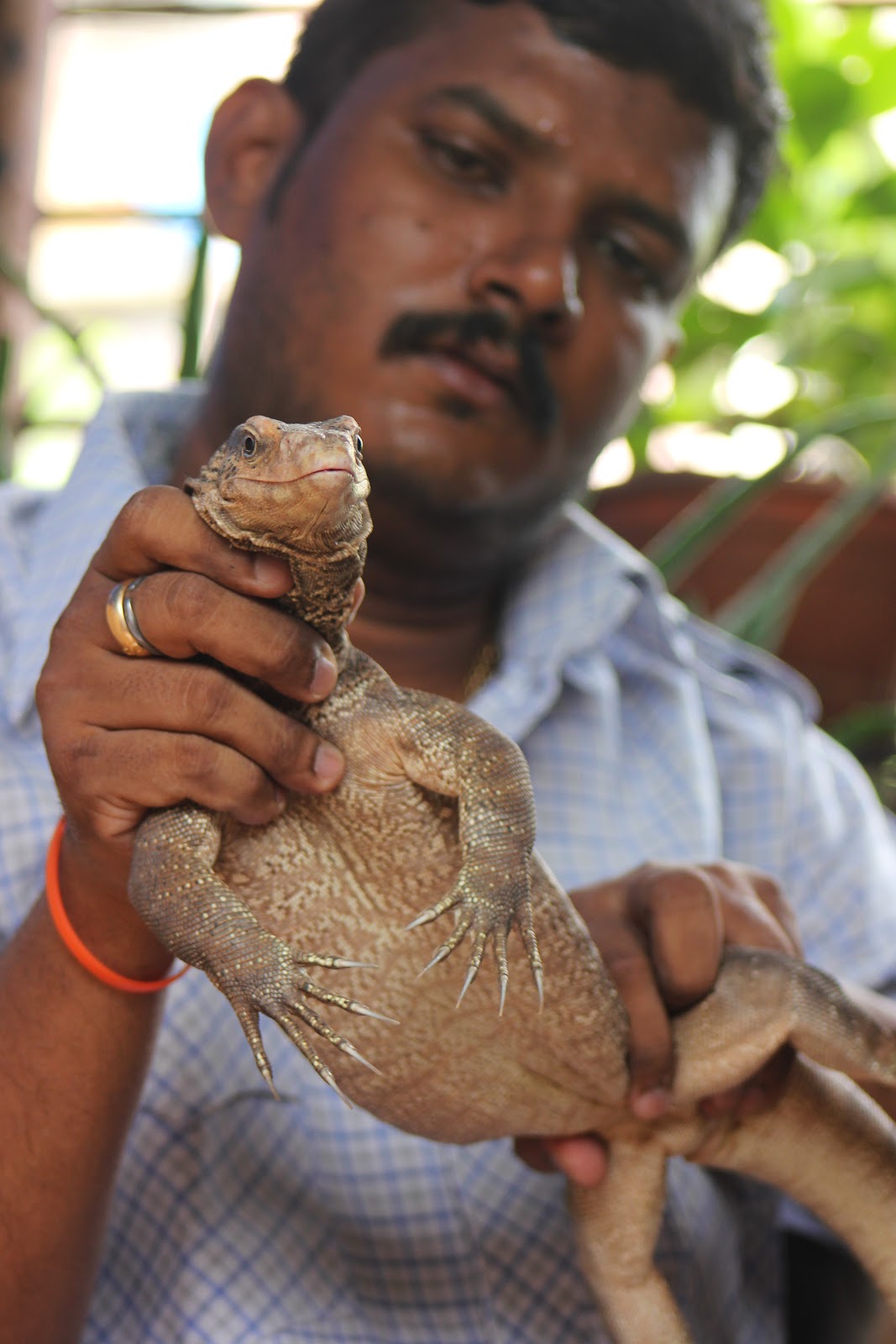 PAWSMumbai Press Kit Update Monitor Lizard rescued from drainage line