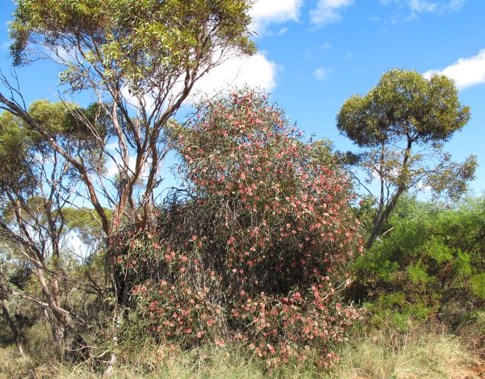 Esperance Wildflowers Pincushion Hakea Hakea laurina