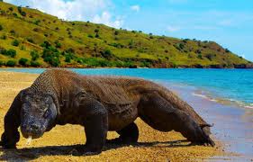 pulau komodo, komodo island