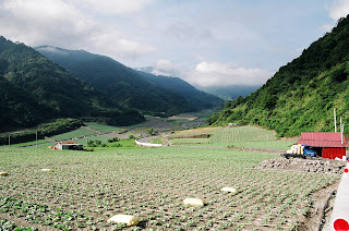 南山菜園景觀，看得到的綠色平台全部都是高麗菜園。