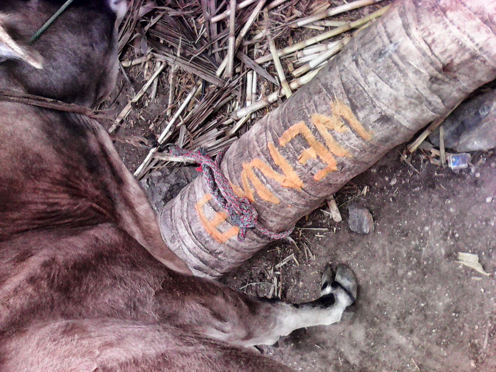 Eminem India, Eminem cow, Village eminem, country eminem,