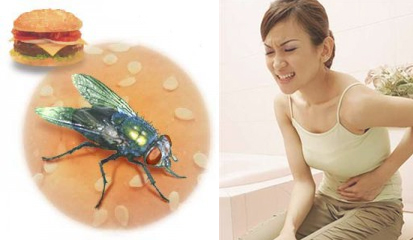 Mulya Lilik Penularan Penyakit Tipes