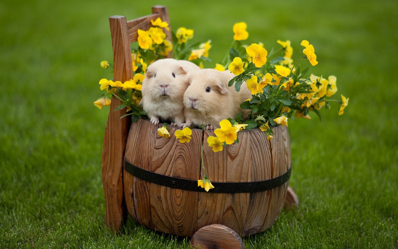 http://4.bp.blogspot.com/-VKj1iEhicME/USapwhEezuI/AAAAAAAANd0/0GJZJKiDWgg/s1600/achtergrond-met-twee-cavias-op-een-houten-ton-tussen-de-gele-bloemen.jpg