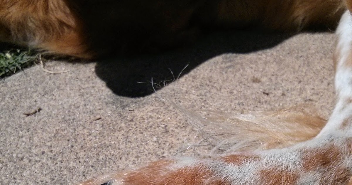 The Dog Geek Peeled Paw Pads