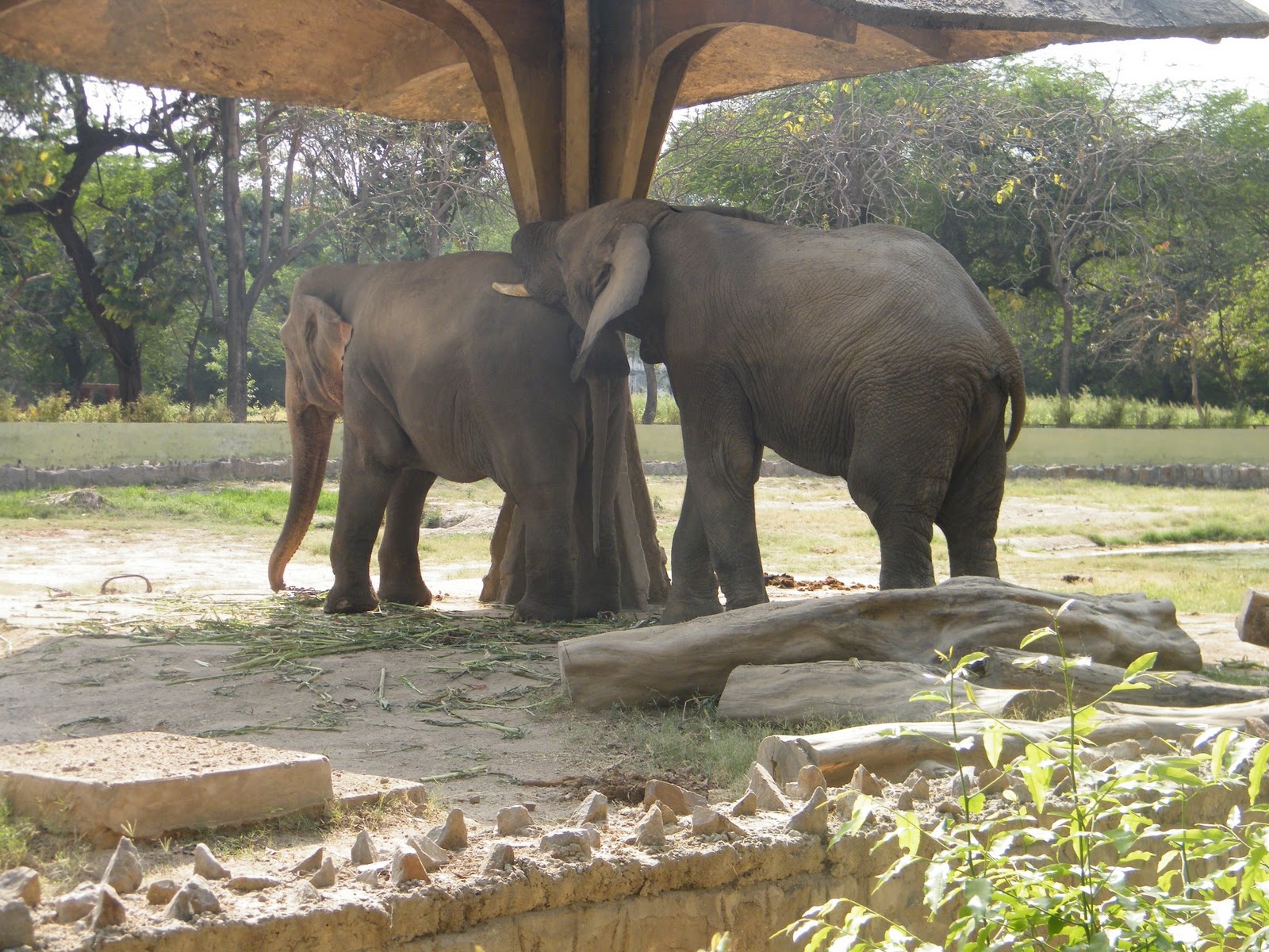 delhi zoo Elephant | (DI Images)