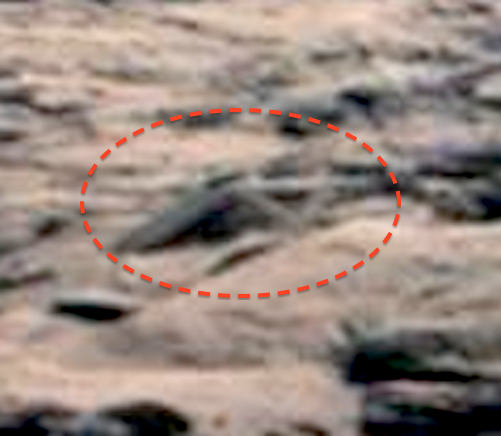 alien report