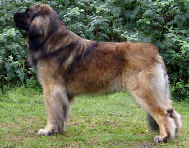 petfinder leonberger