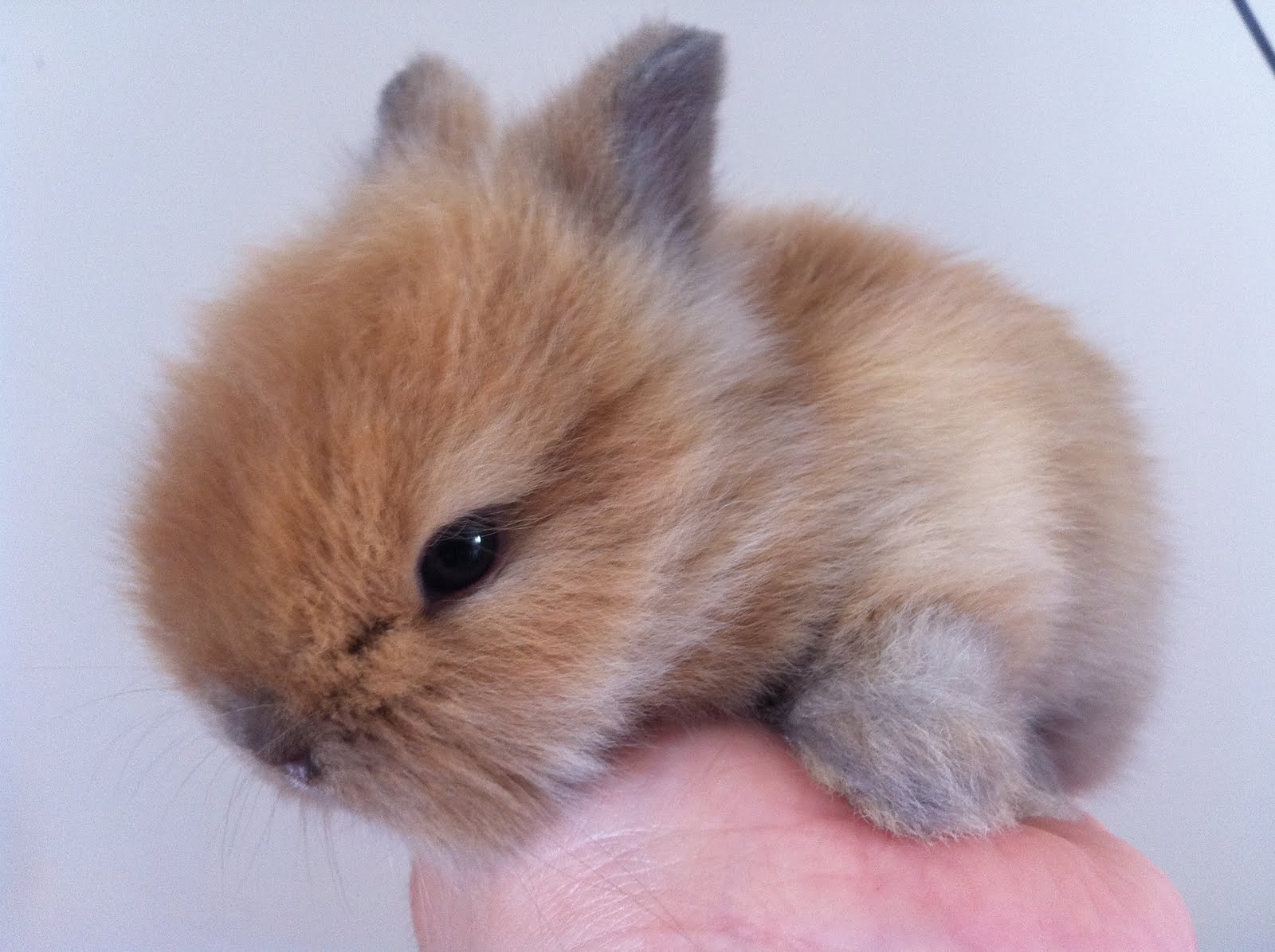 Available Bunnies for sales13rd Feb 2011 Bun bun bunnies