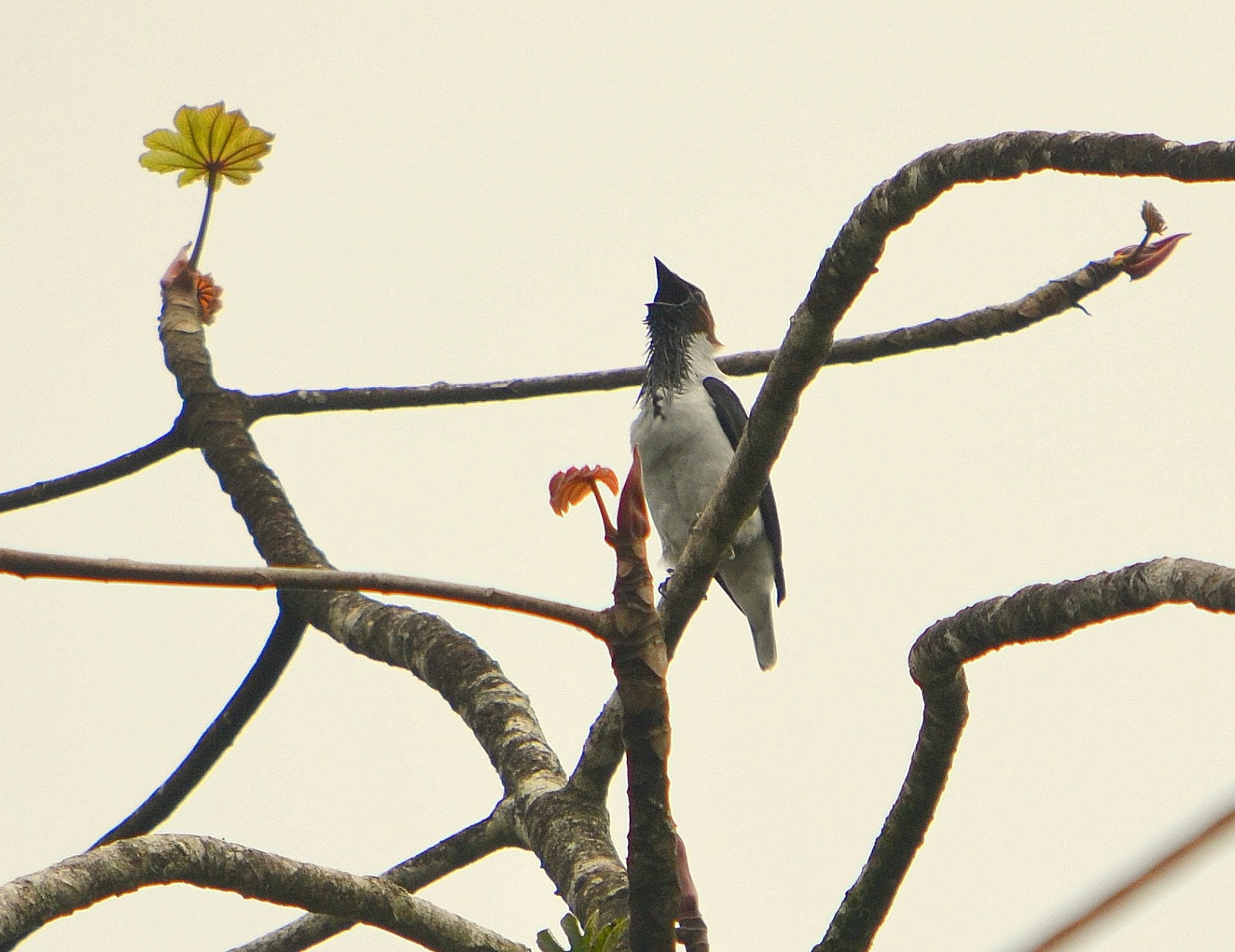 PORTA DE MAR El guardián del Haitón del Guarataro