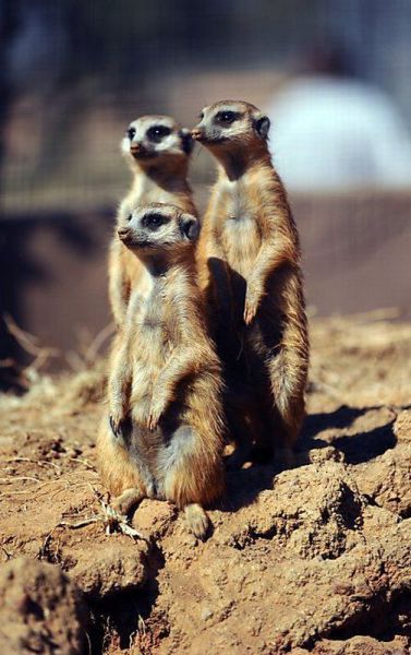 Top 19 Funny Animals Pics,Wallpapers