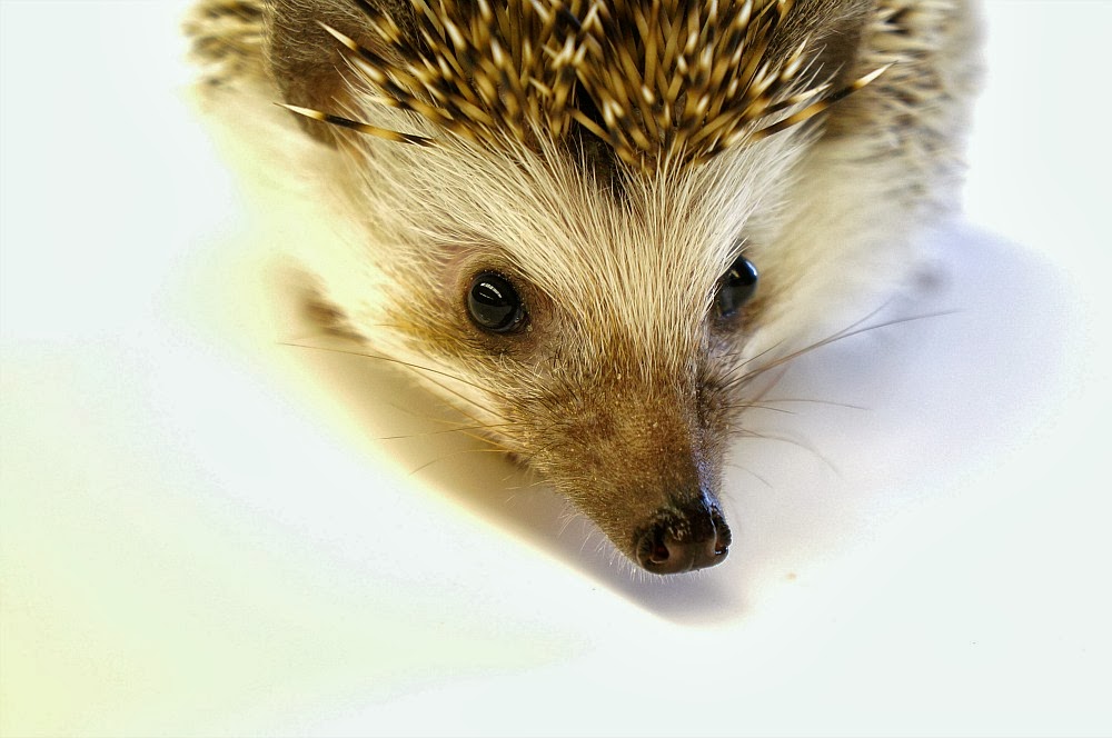 Good Natured Fur, Feathers & Scales Hedgehog
