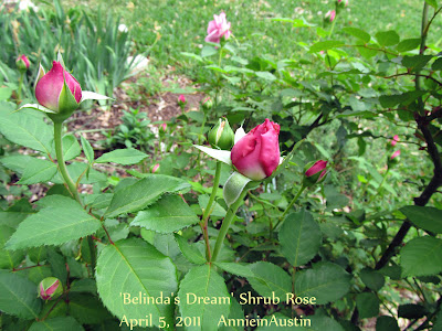 Belindas Dream in bud, Annieinaustin