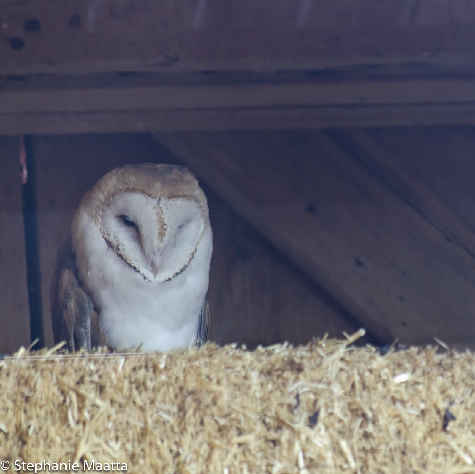 Barn Owl in Residence, copyright 2014, Stephanie Maatta Smith barn owl in barn rafters at Detroit Zoo