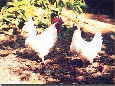 Kỹ Thuật Nuôi Gà Ác Kỹ Thuật Nuôi Gà Ác