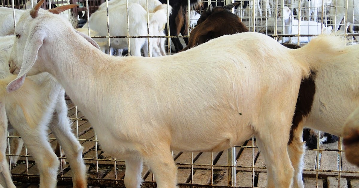 Goat Farms in Tamilnadu Goat Farms in Tamilnadu