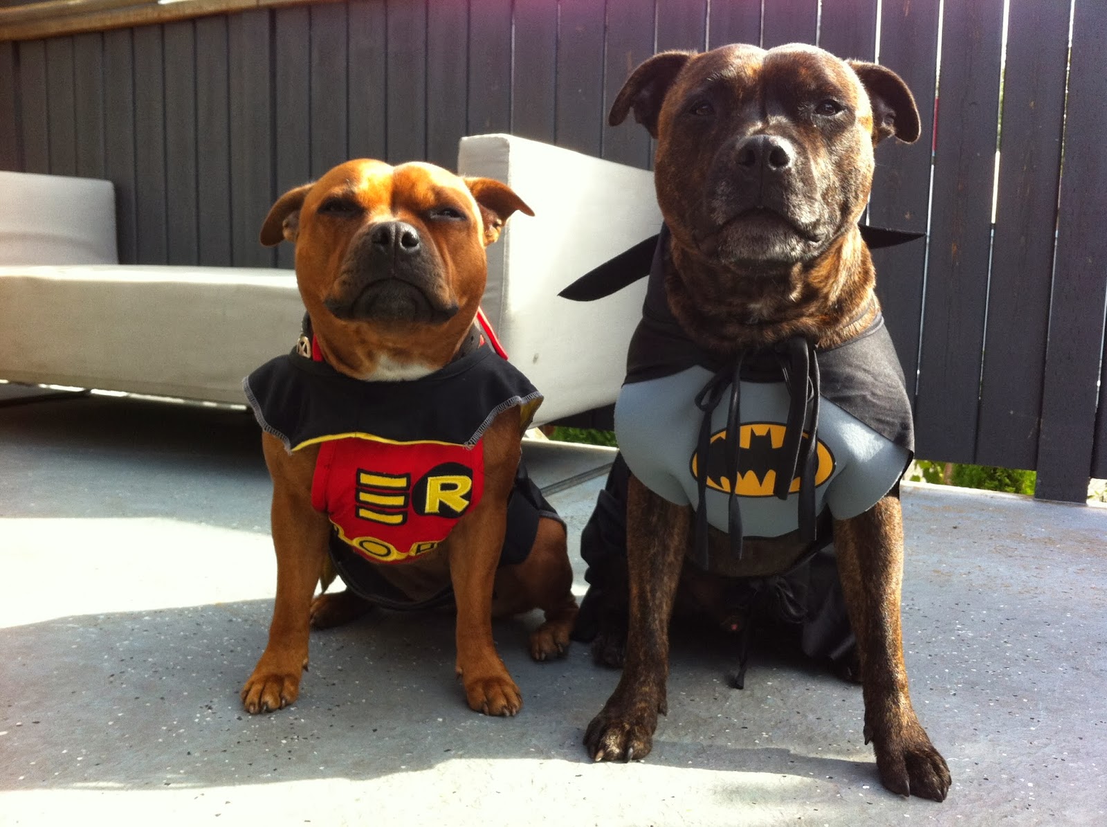 Tuff Love Kennels Strathcona Staffy Bulls Dogs in Costumes