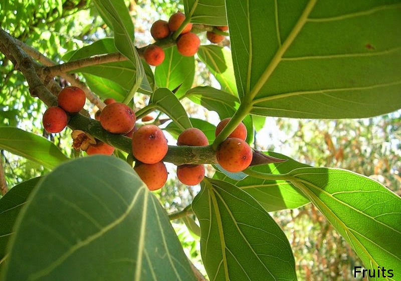 ficus benghalensis