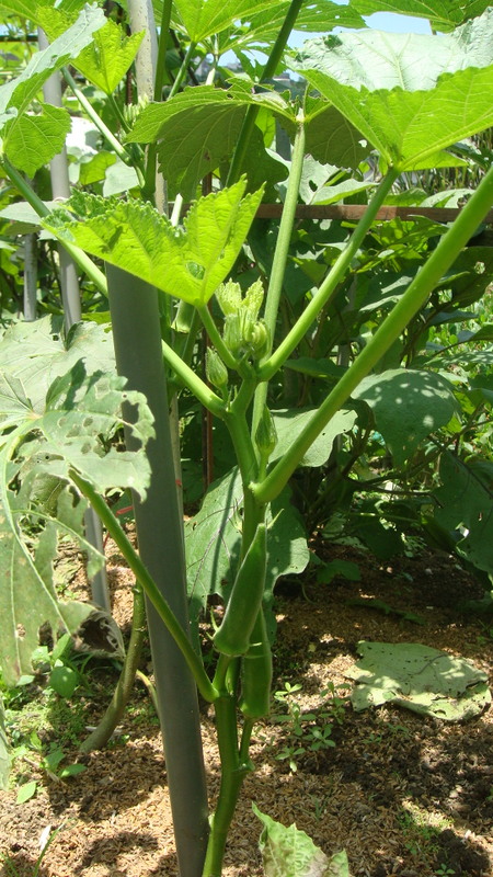有機菜園organic Vegetable Garden 自己種秋葵6月