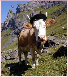 Cool Pictures: cow Funny Pics with Funny Captions