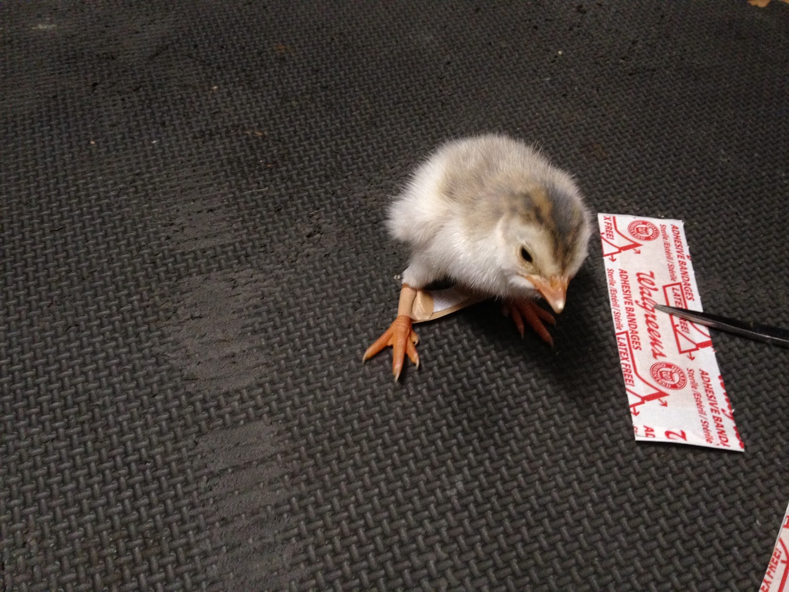 Murano Chicken Farm Spraddle leg, the band aid fix