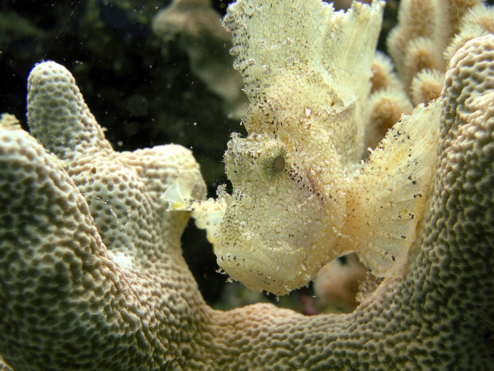 real monstrosities leaf scorpionfish