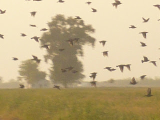 aves levantando voo