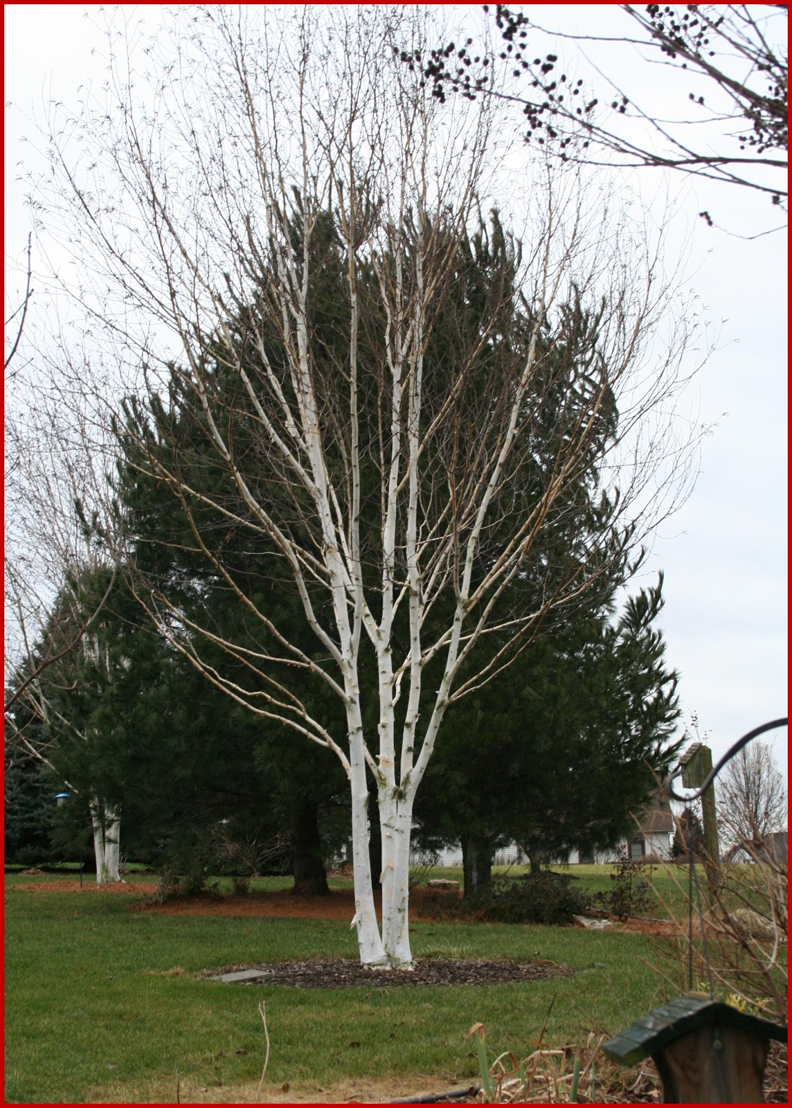 birch tree single asian girls Berkeley the name berkeley is the birch tree meadow also see barclay and burke english meaning: the name berkeley is an english baby name in english the and connect with millions. birch tree single asian girls Berkeley the name berkeley is the birch tree meadow also see barclay and burke english meaning: the name berkeley is an english baby name in english the and connect with millions.
