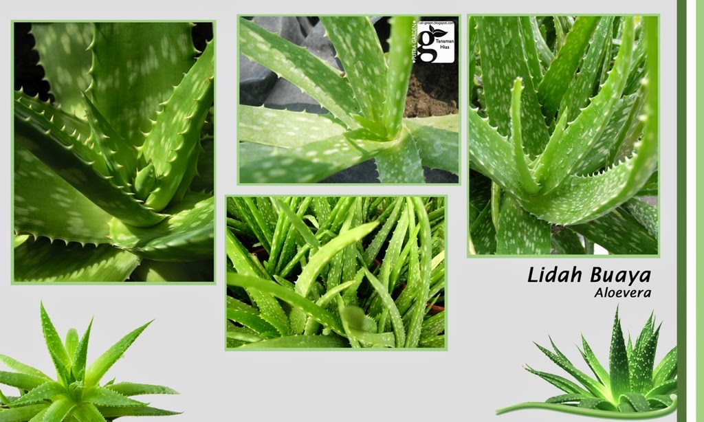 PUTRA GARDEN BALI: Promo Tanaman Hias dan Apotek Hidup Bulan Ini