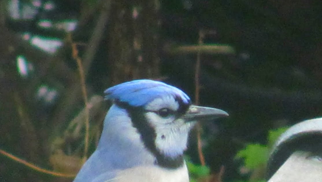 fur feathers paws and claws the blue jay fur feathers paws and claws the blue jay