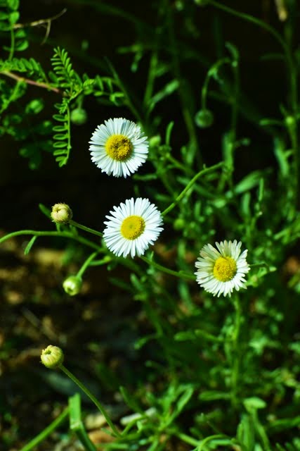 Dalea frutescens_6130