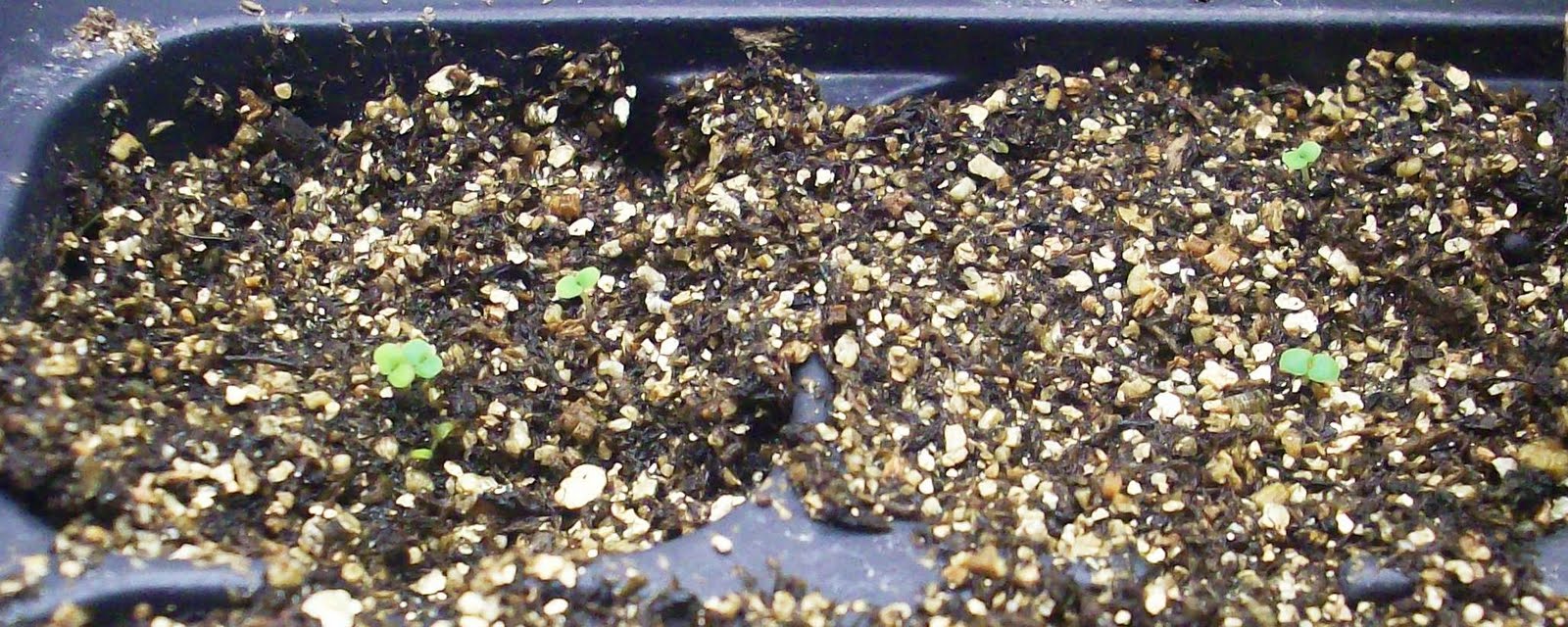 Dawn's Garden Starting Oregano