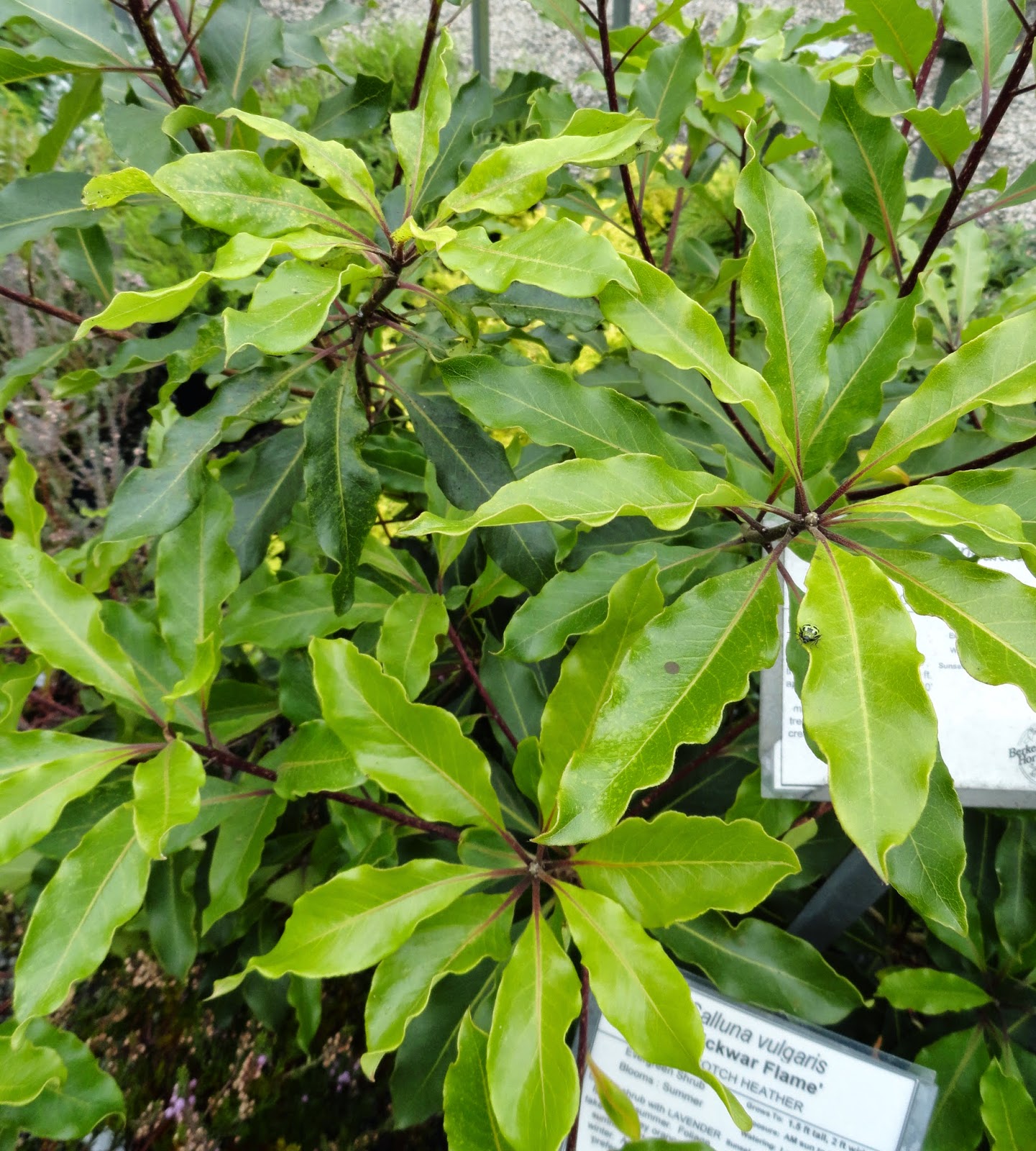 Trees Of Santa Cruz County Pittosporum Undulatum Victorian Box