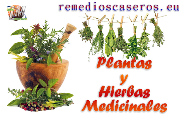 Plantas y hierbas medicinales