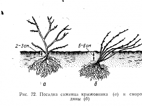 Как сажать смородину малину и крыжовник 83