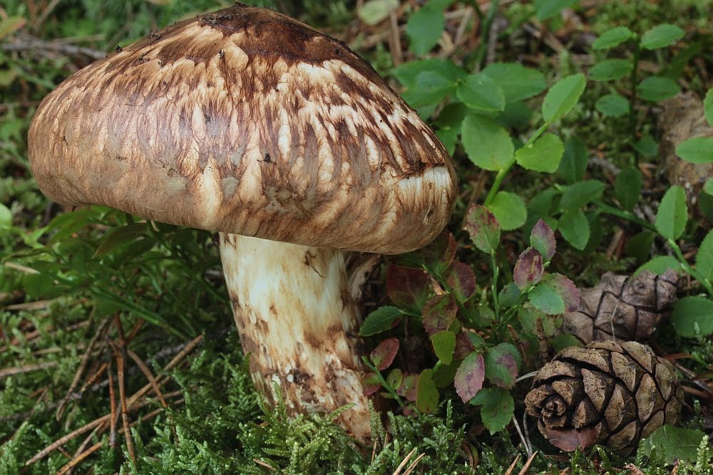 Goliatmusseron Tricholoma matsutake tuoksuvalmuska kransmusserong