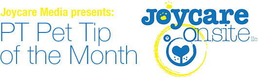 Thumbnail image for Pet Physical Therapy Tip Of The Month: Best Practices After Your Dog’s Surgery