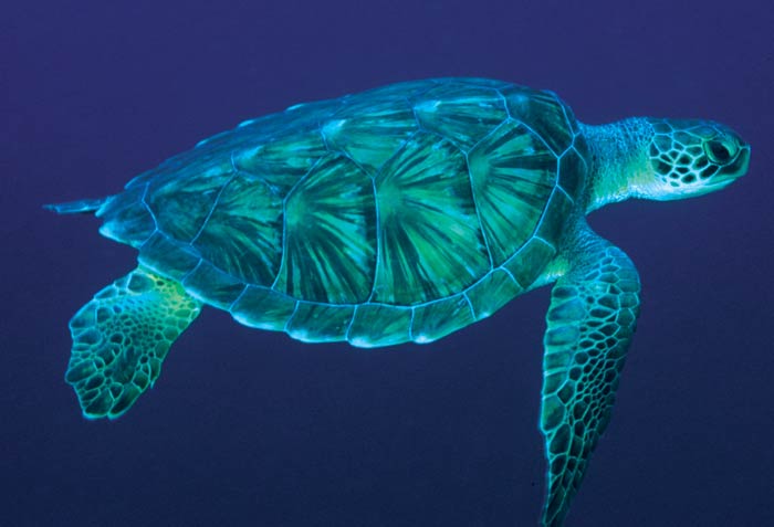 sea turtle wallpaper. Sea Turtle Wallpapers