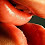 Sexo c/ Amor?