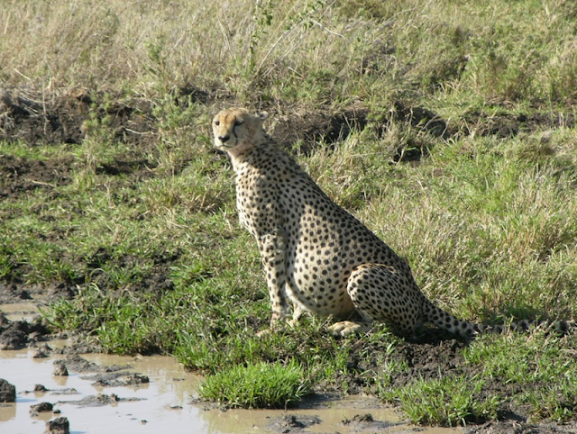 Cheetah in the Masai Mara, Kenya
