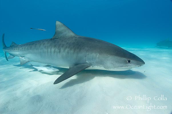 Tiger Shark - Information and Wallpapers