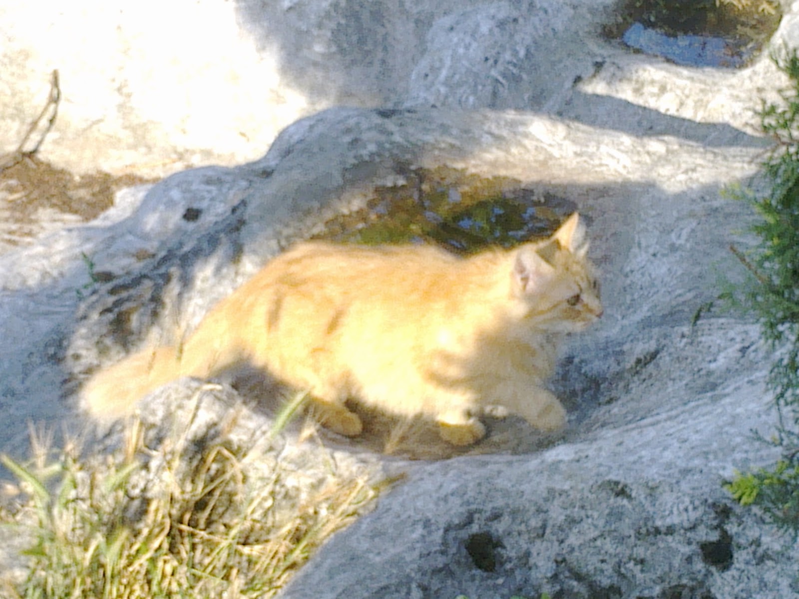 İstanbul�daki Hayvan Barınakları İSTANBUL